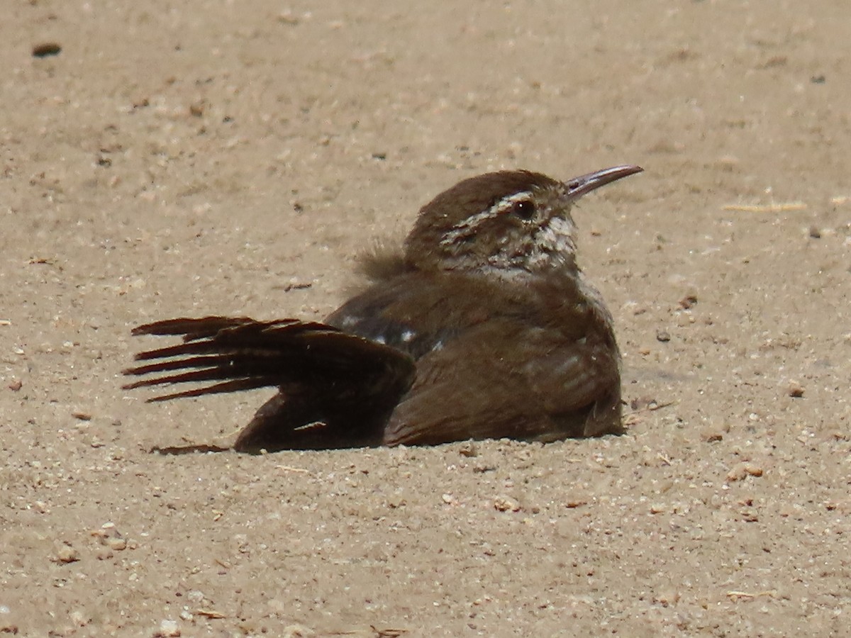 Bewick's Wren - ML620592709