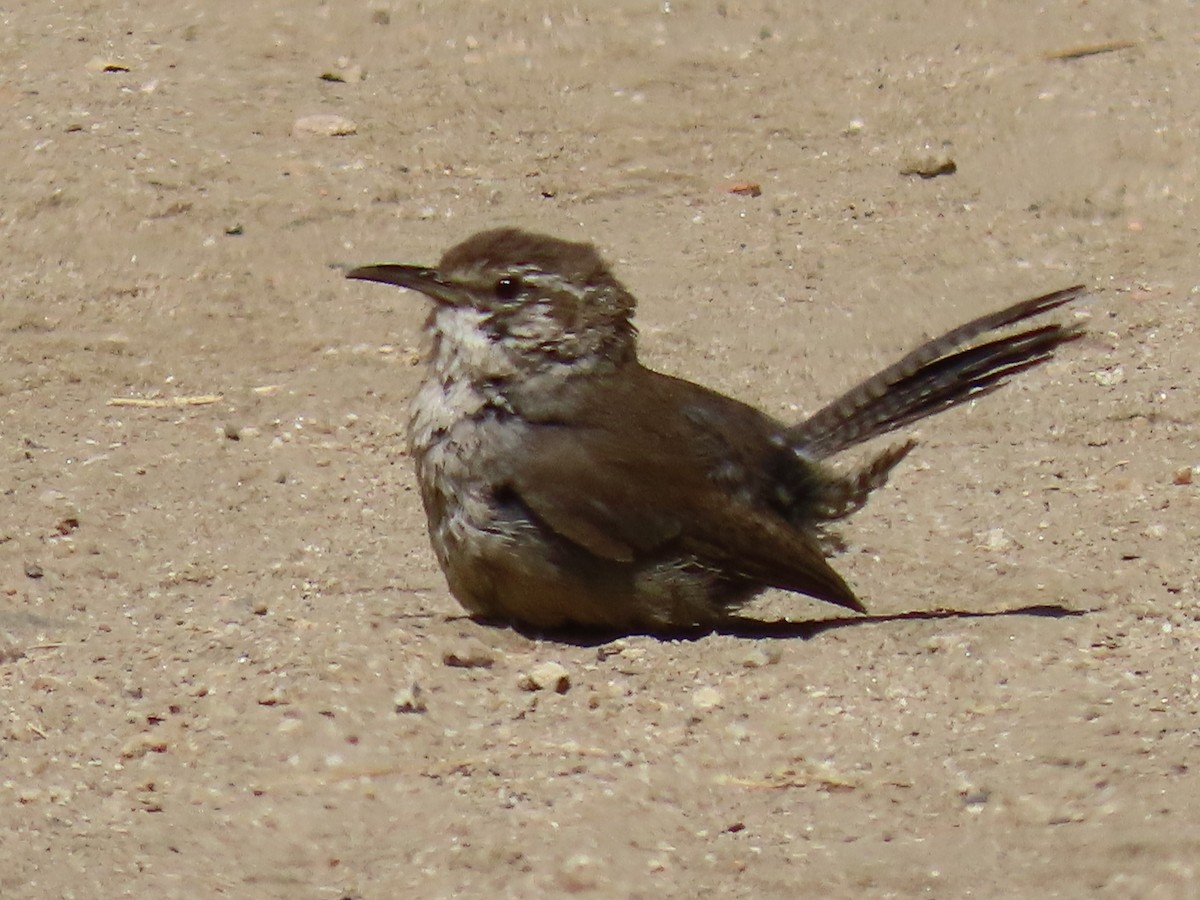 Bewick's Wren - ML620592714