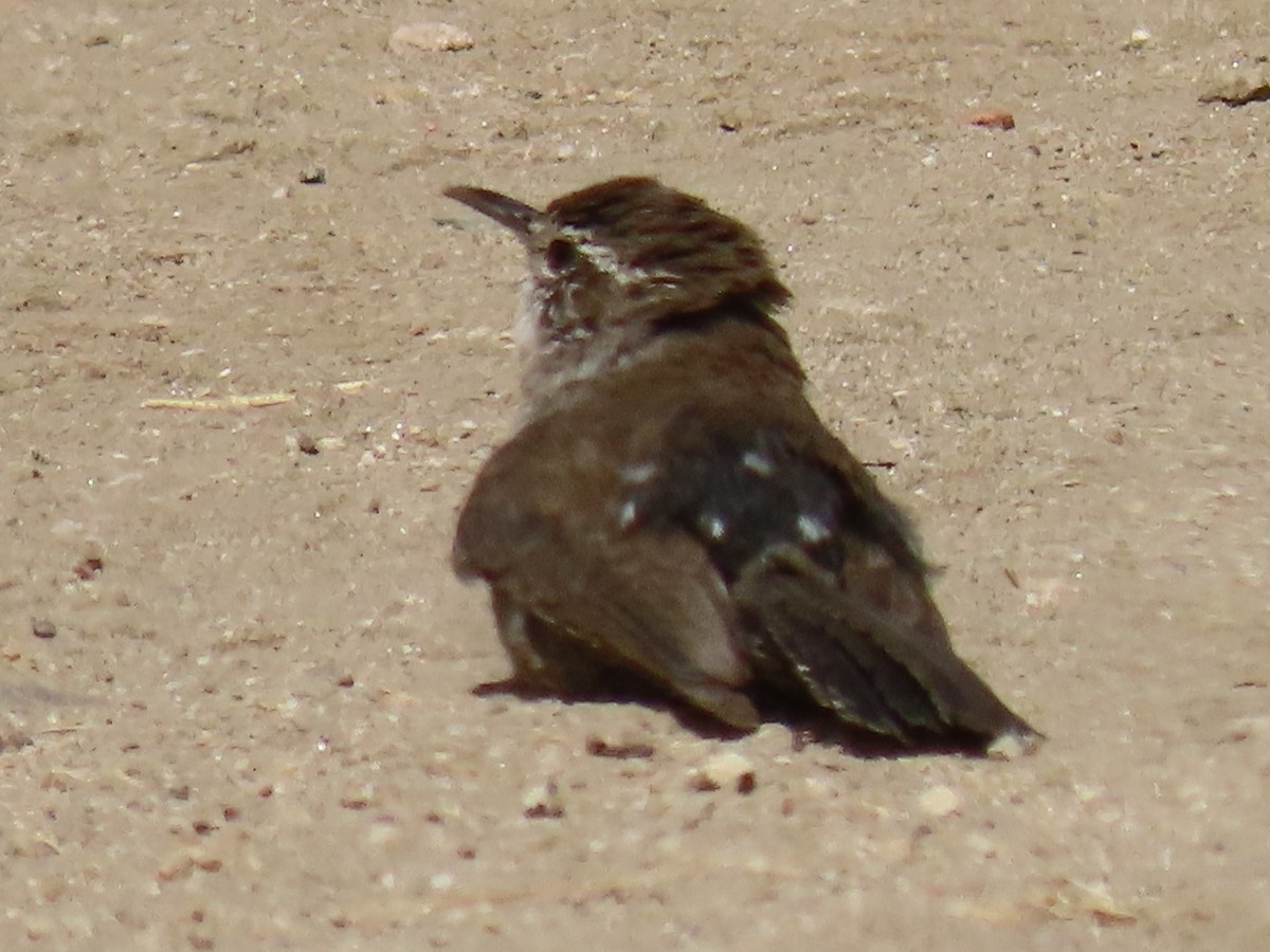 Bewick's Wren - ML620592724