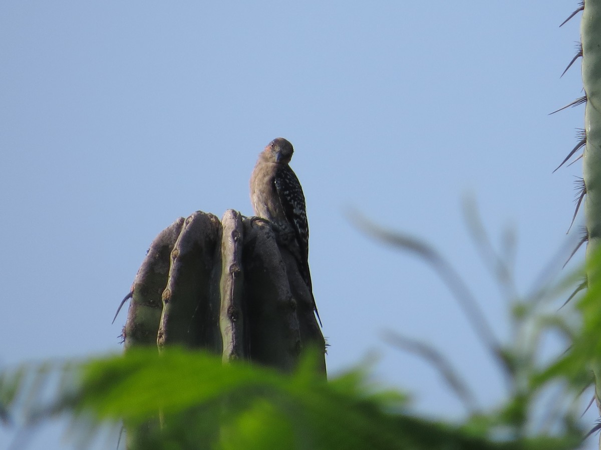 Gray-breasted Woodpecker - ML620592728