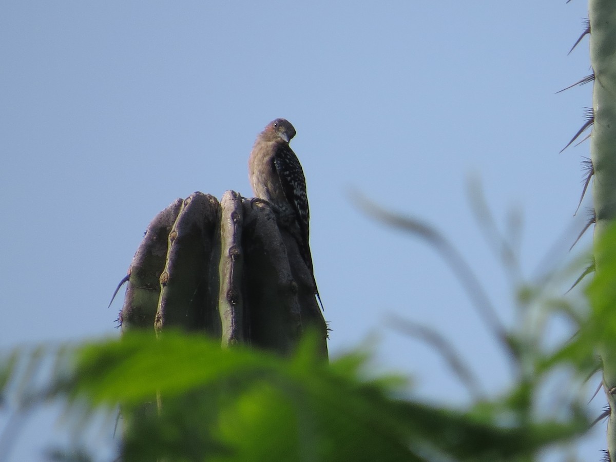 Gray-breasted Woodpecker - ML620592729
