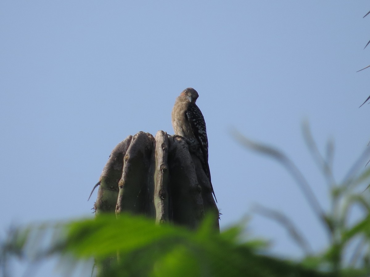 Gray-breasted Woodpecker - ML620592730