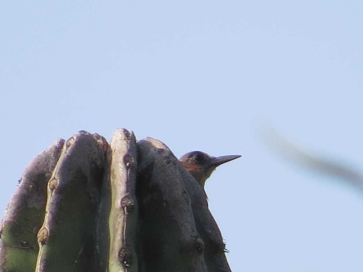 Gray-breasted Woodpecker - ML620592731