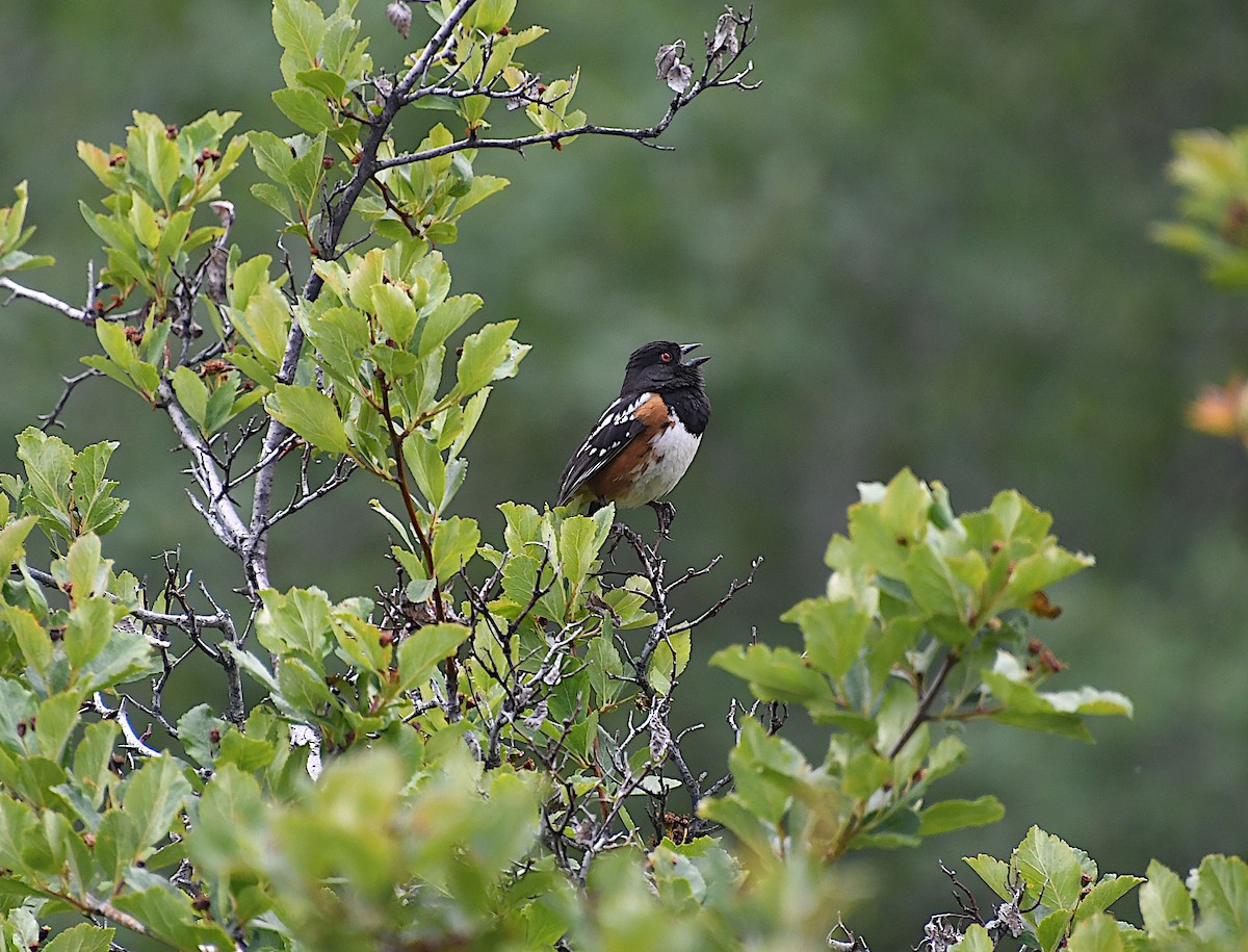 Spotted Towhee - ML620592733