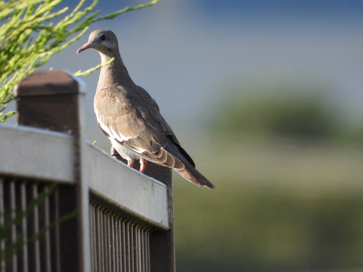 White-winged Dove - ML620592734