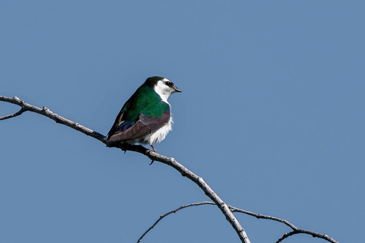 Violet-green Swallow - ML620592735