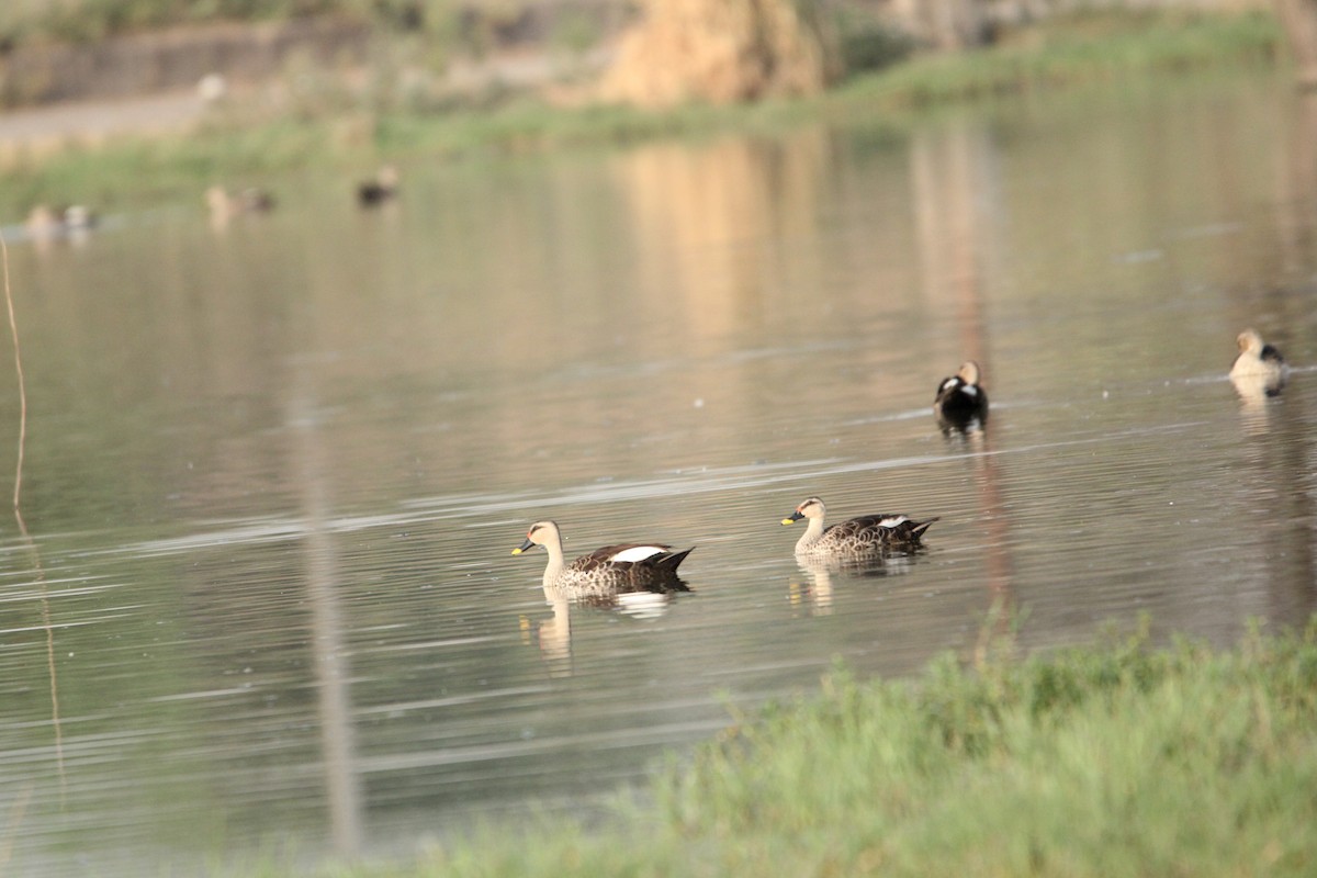 Indian Spot-billed Duck - ML620592736