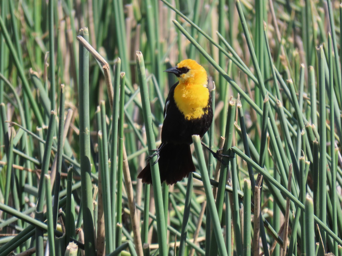 Yellow-headed Blackbird - ML620592743