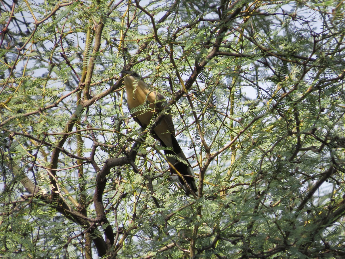 Mangrove Cuckoo - ML620592755