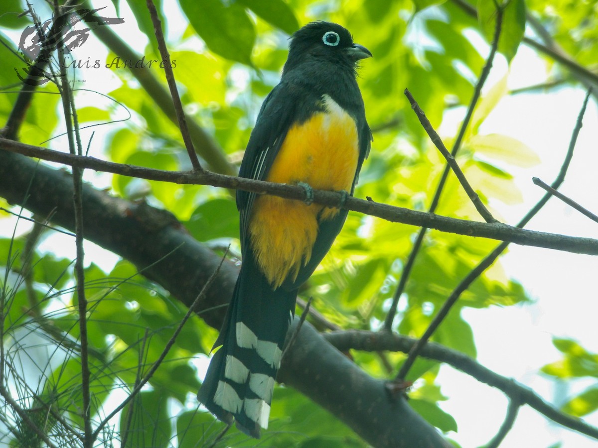 Black-headed Trogon - Luis Cuevas Romero