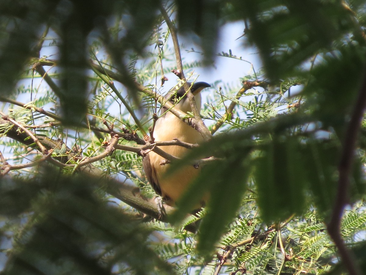 Mangrovekuckuck - ML620592778