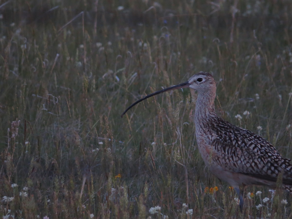 Long-billed Curlew - ML620592787