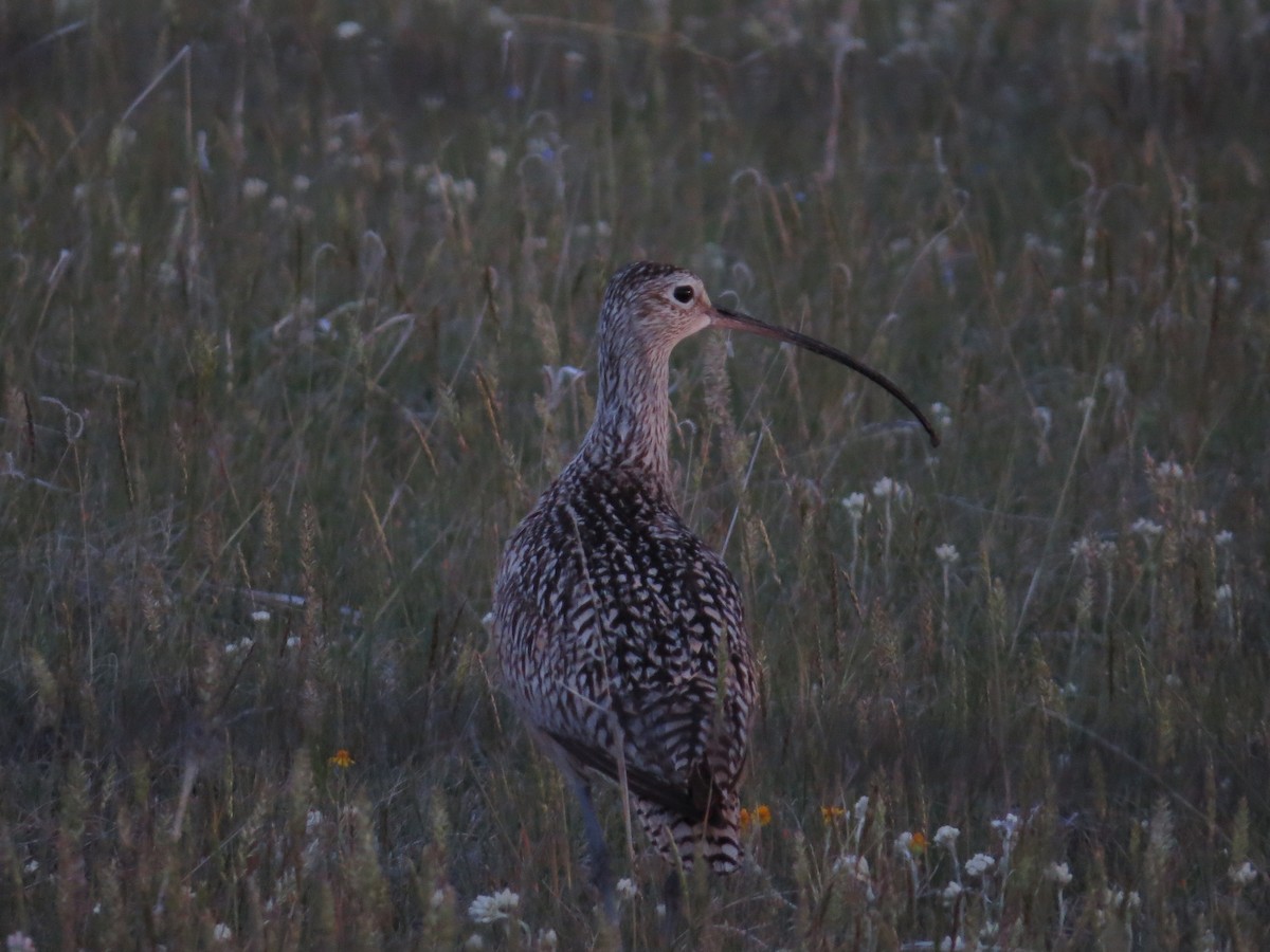 Long-billed Curlew - ML620592788