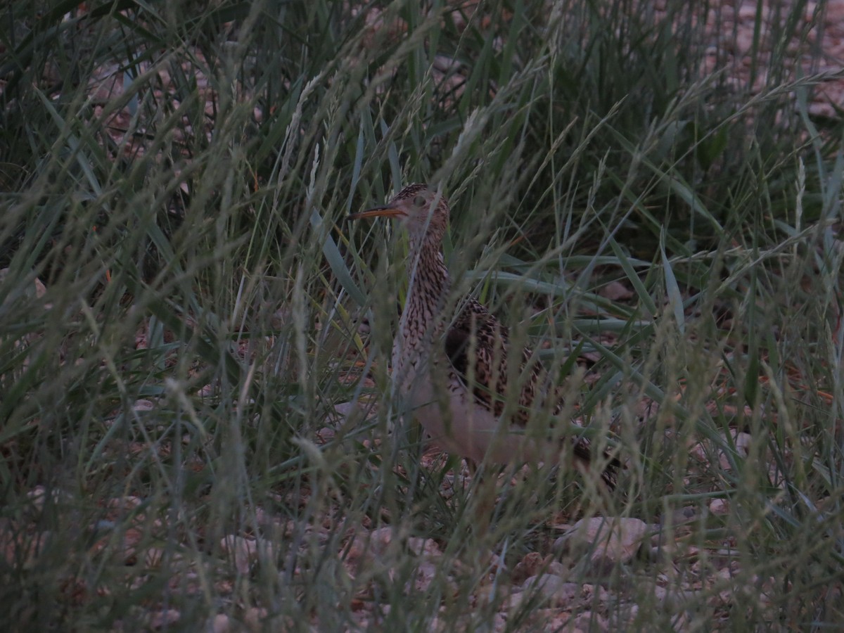 Upland Sandpiper - ML620592790