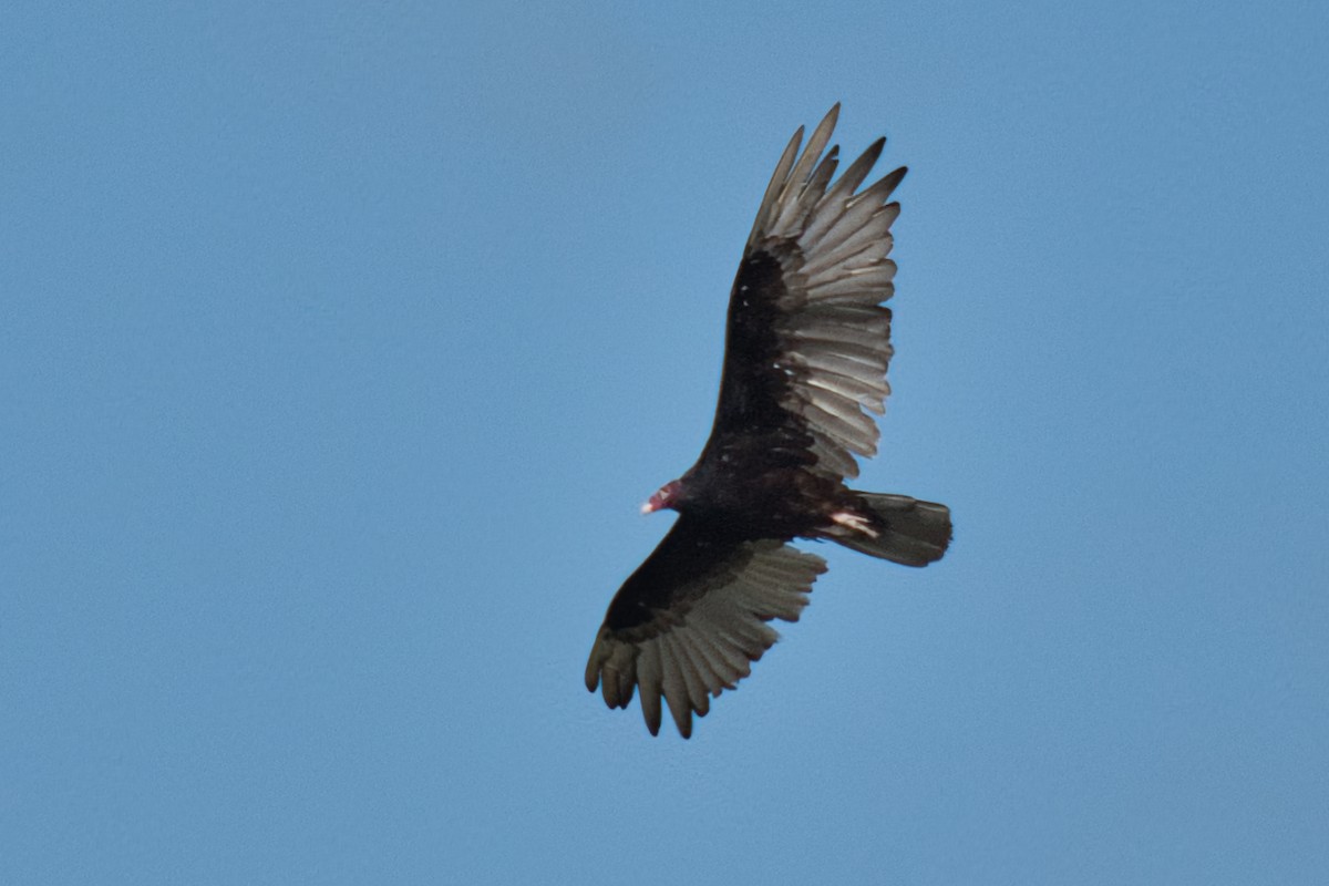Turkey Vulture - ML620592791