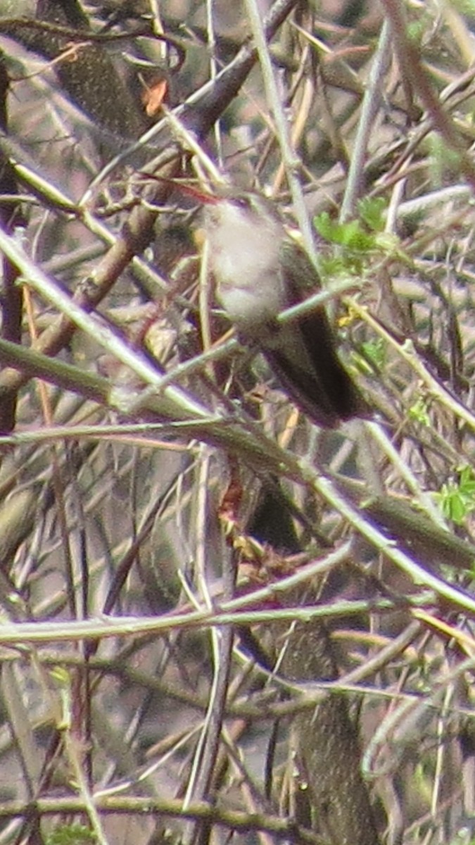 kolibřík temnobřichý - ML620592793