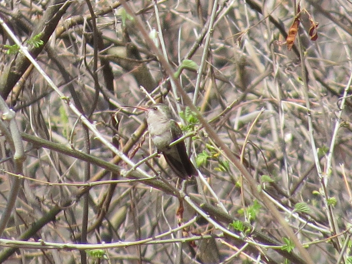 Dusky Hummingbird - ML620592794