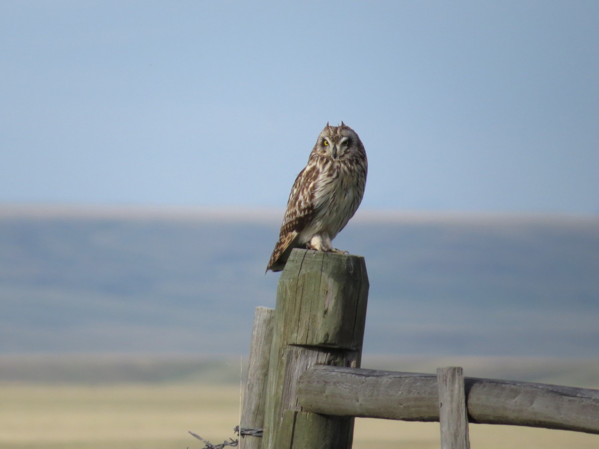 Short-eared Owl - ML620592798