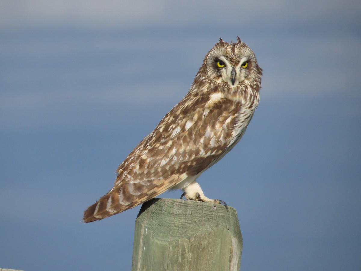 Short-eared Owl - ML620592799