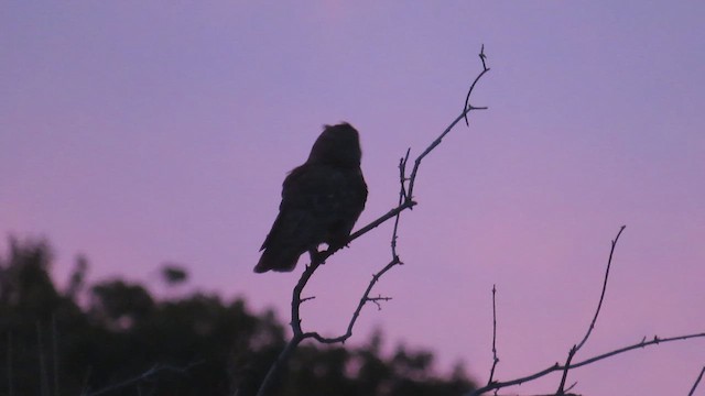 Long-eared Owl - ML620592809