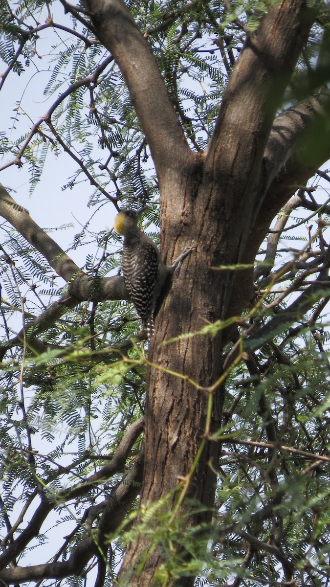 Golden-cheeked Woodpecker - ML620592817