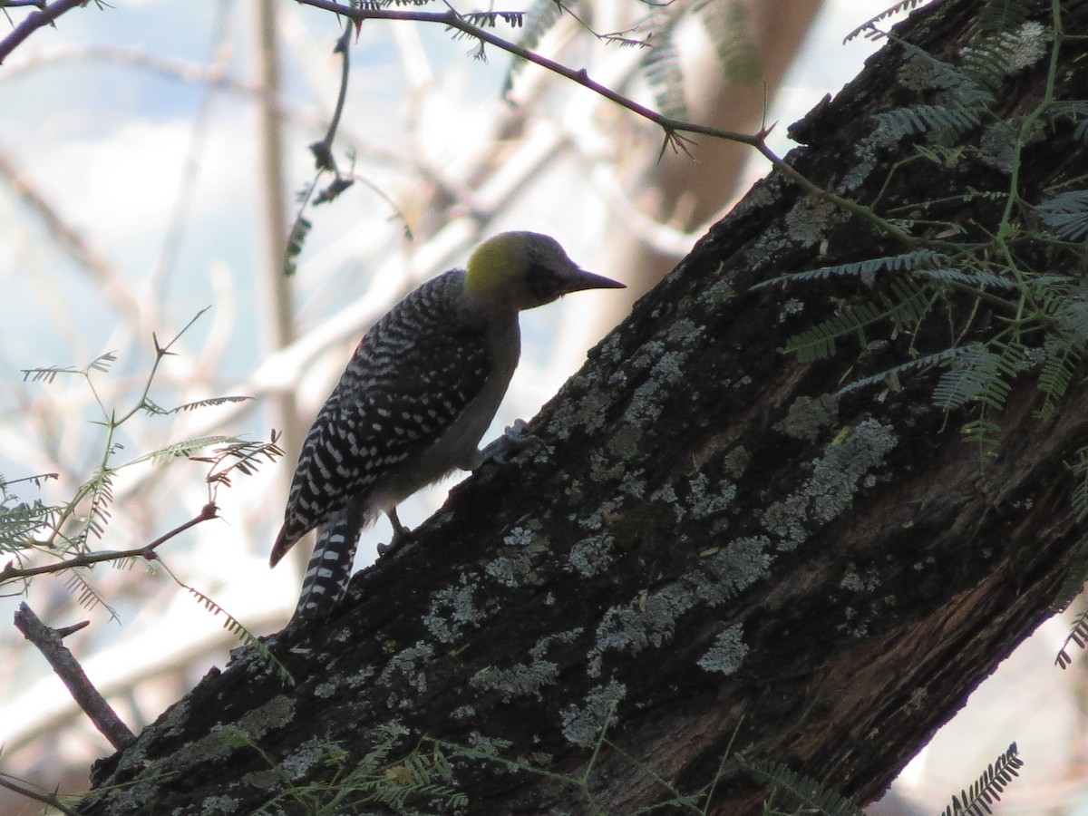 Golden-cheeked Woodpecker - ML620592818