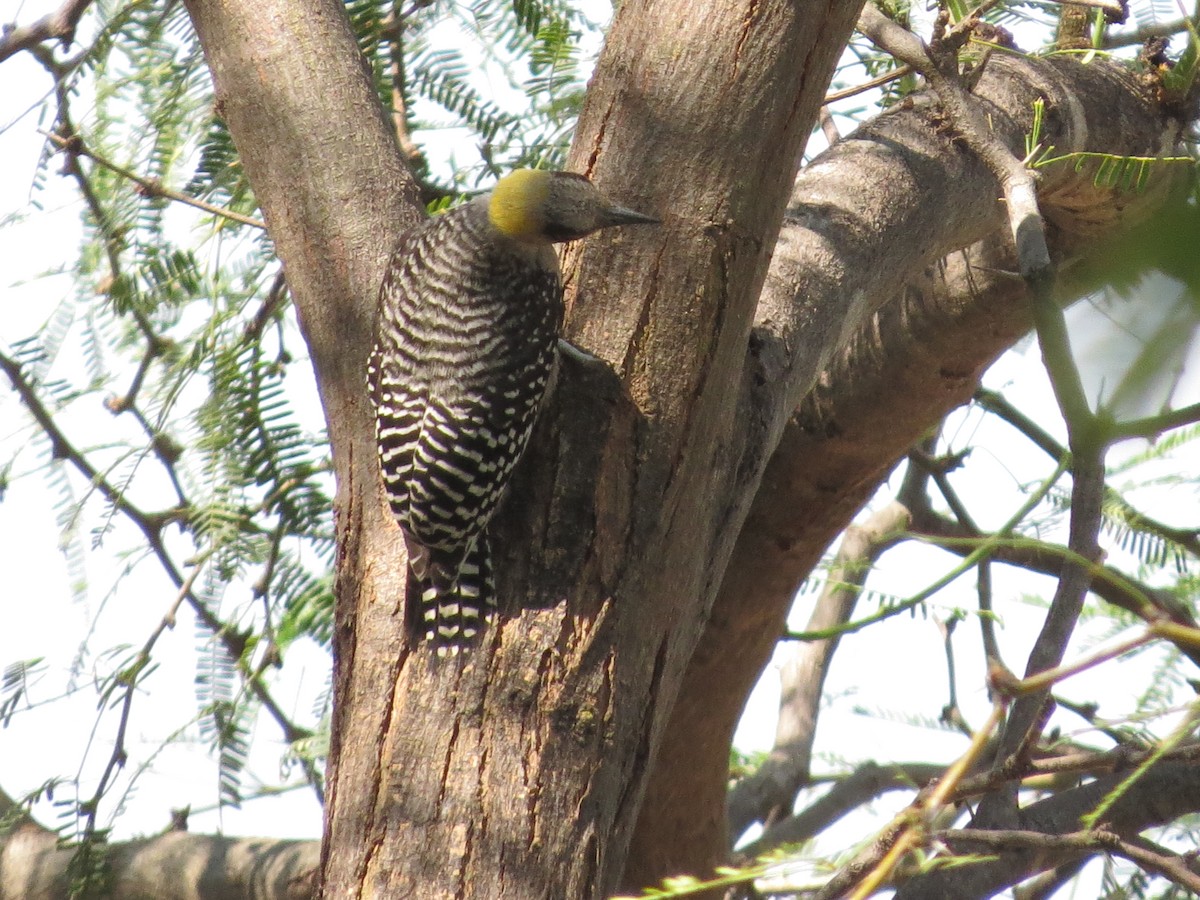 Golden-cheeked Woodpecker - ML620592821