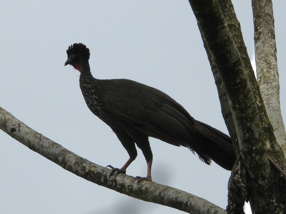 Crested Guan - ML620592851