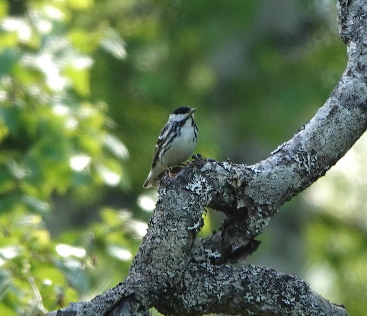 Blackpoll Warbler - ML620592854