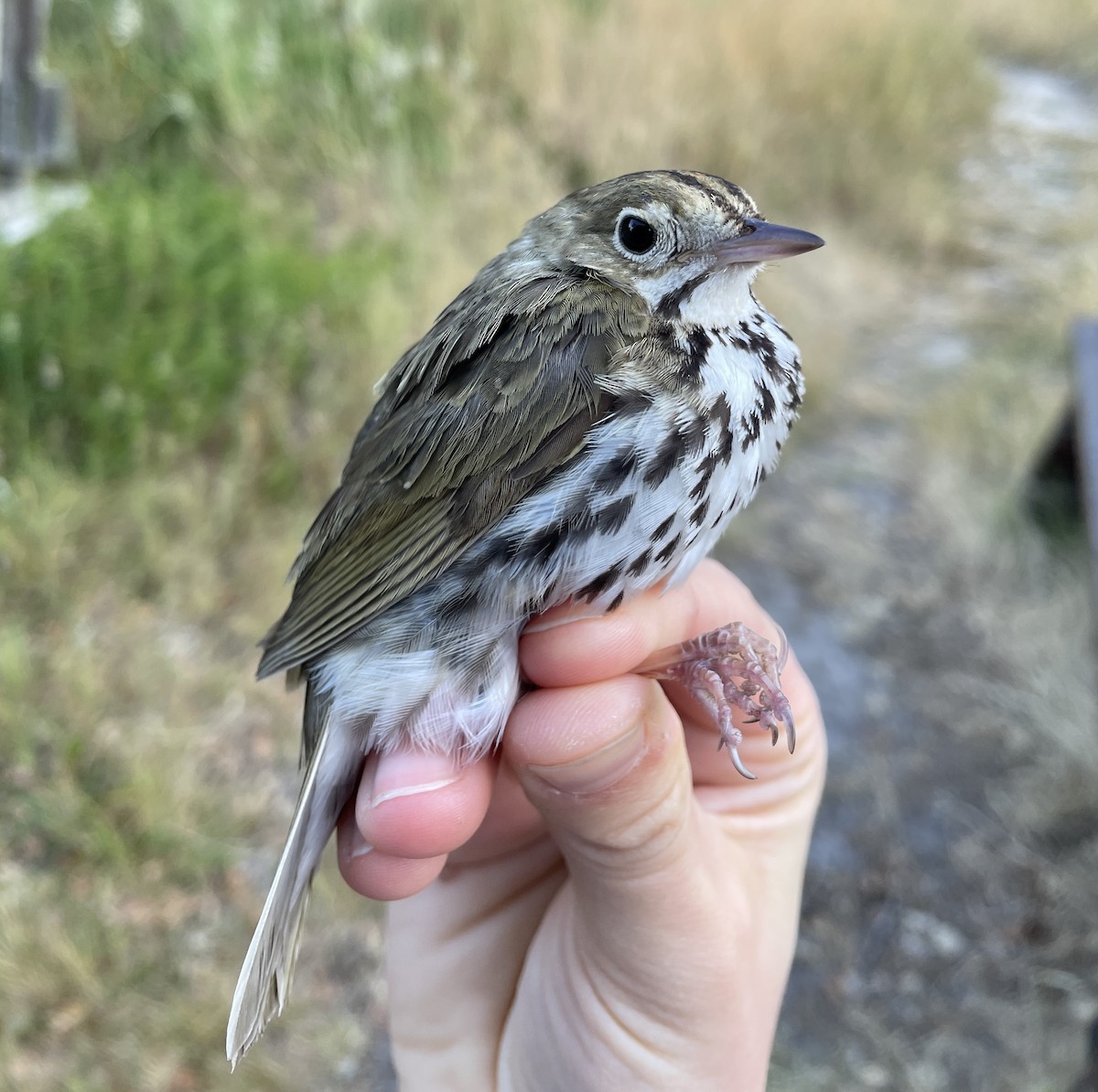 Ovenbird - Mark Dettling