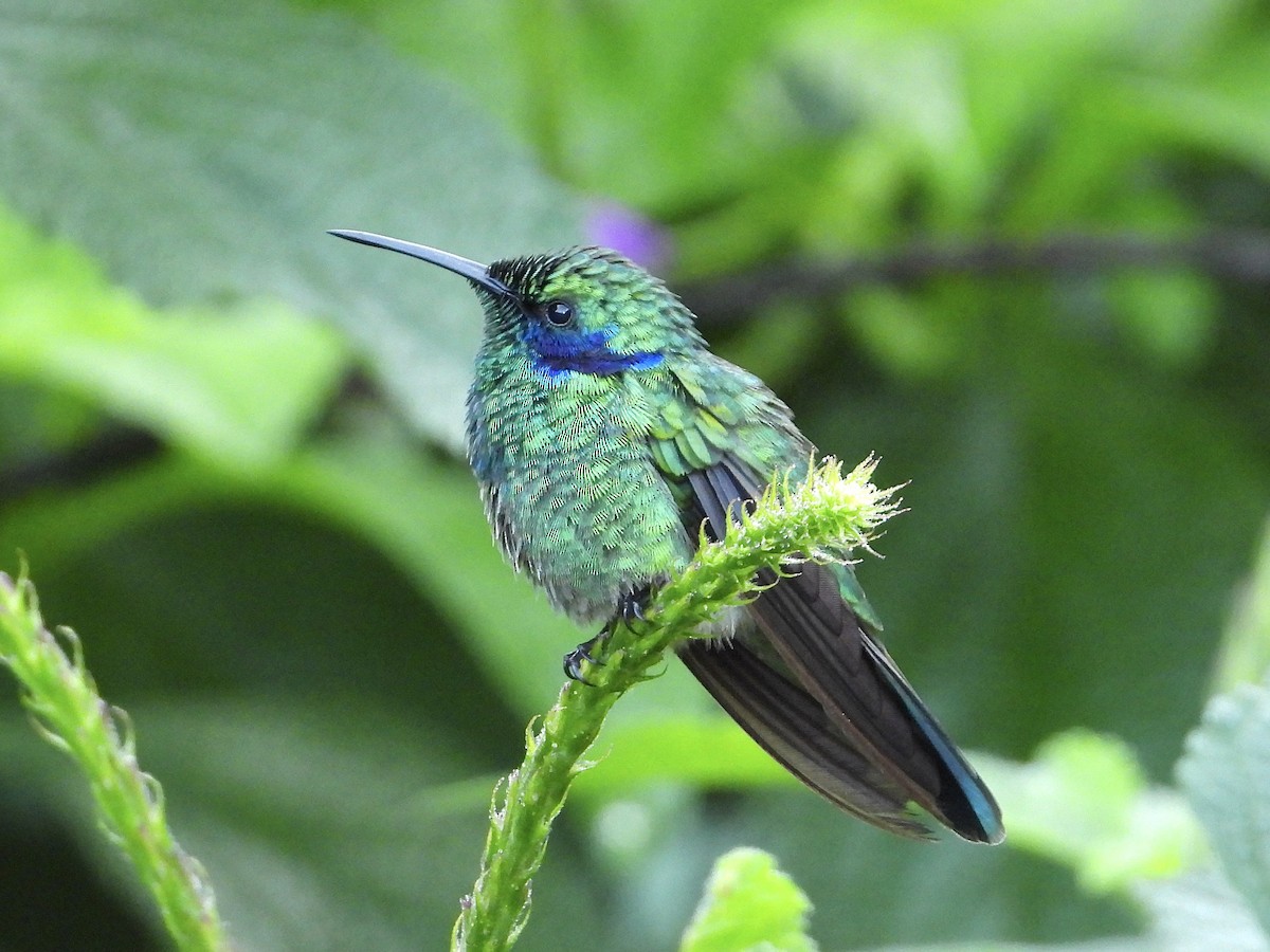 kolibřík modrouchý - ML620592856