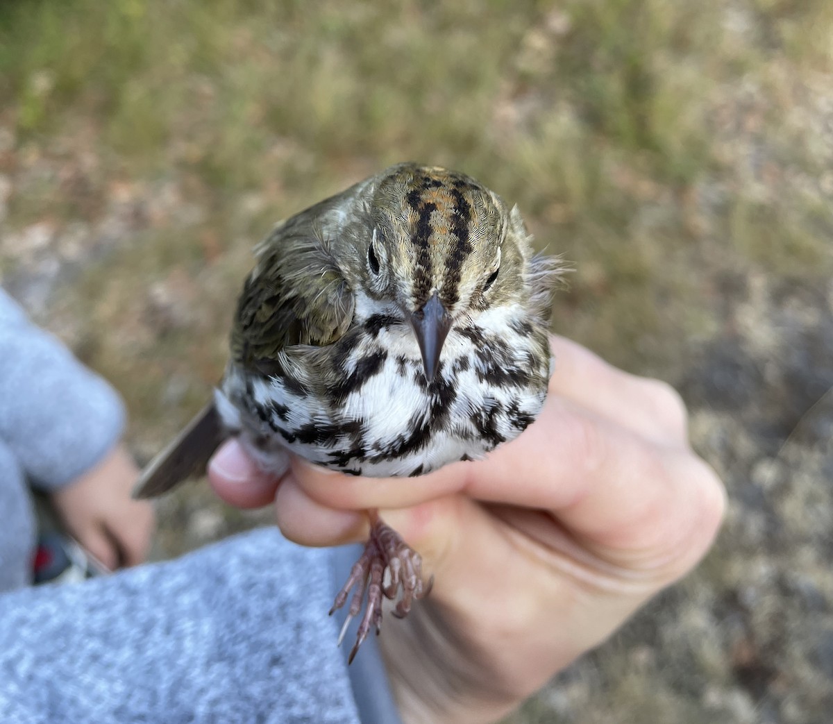 Ovenbird - ML620592858