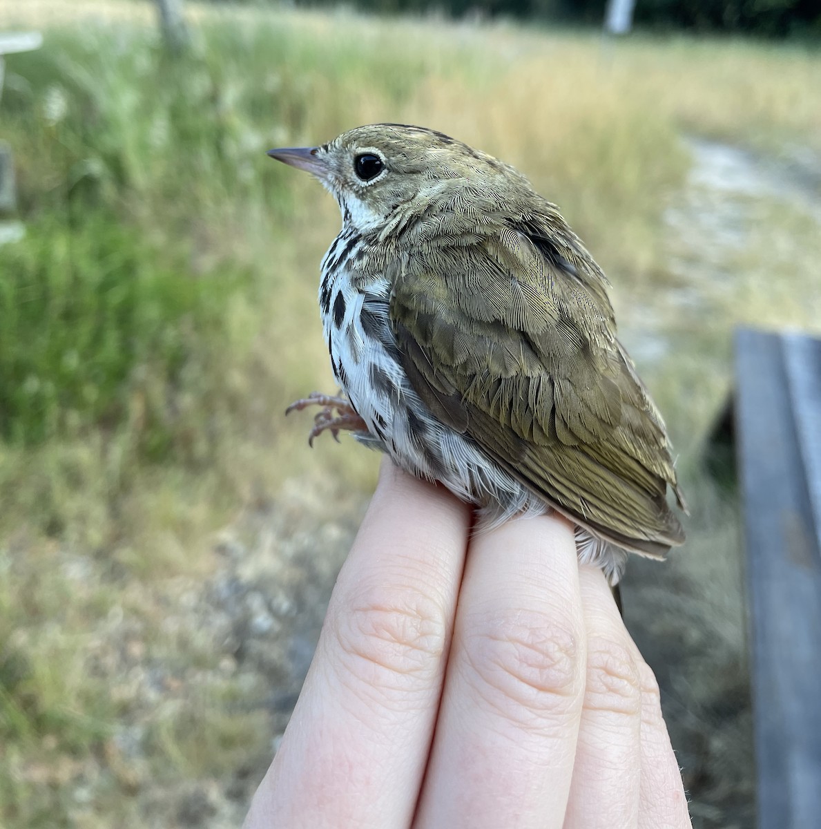 Ovenbird - ML620592860