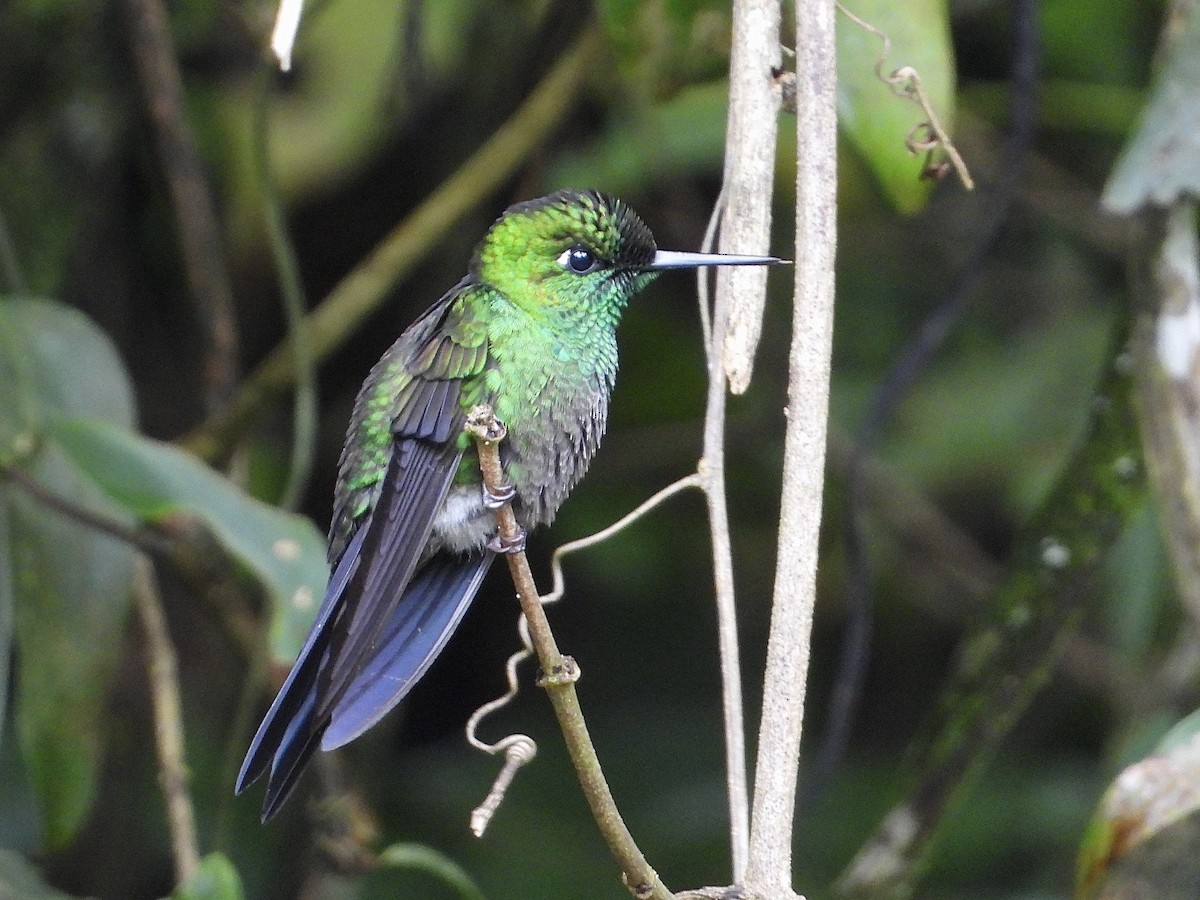 Green-crowned Brilliant - ML620592865