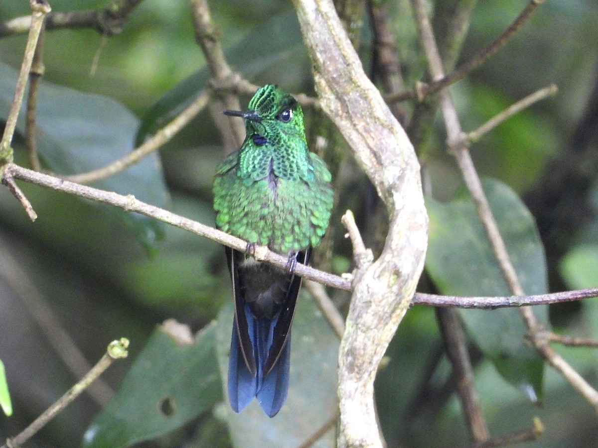 Green-crowned Brilliant - ML620592866