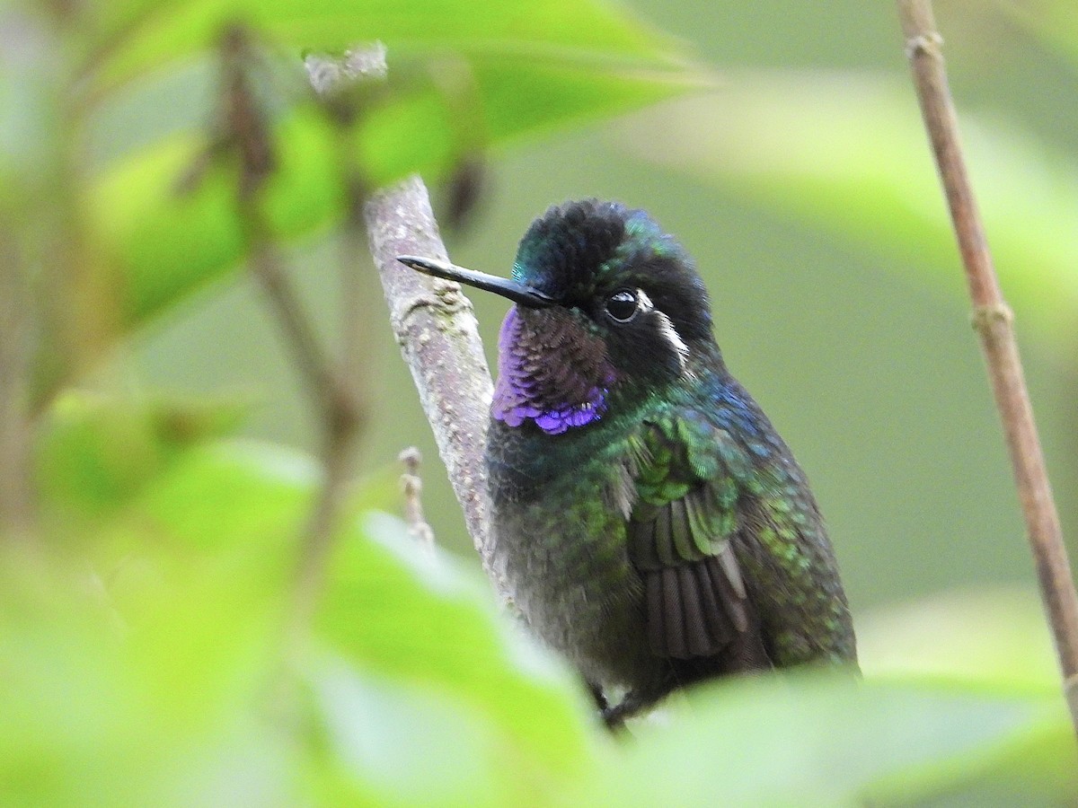 kolibřík fialovohrdlý - ML620592884