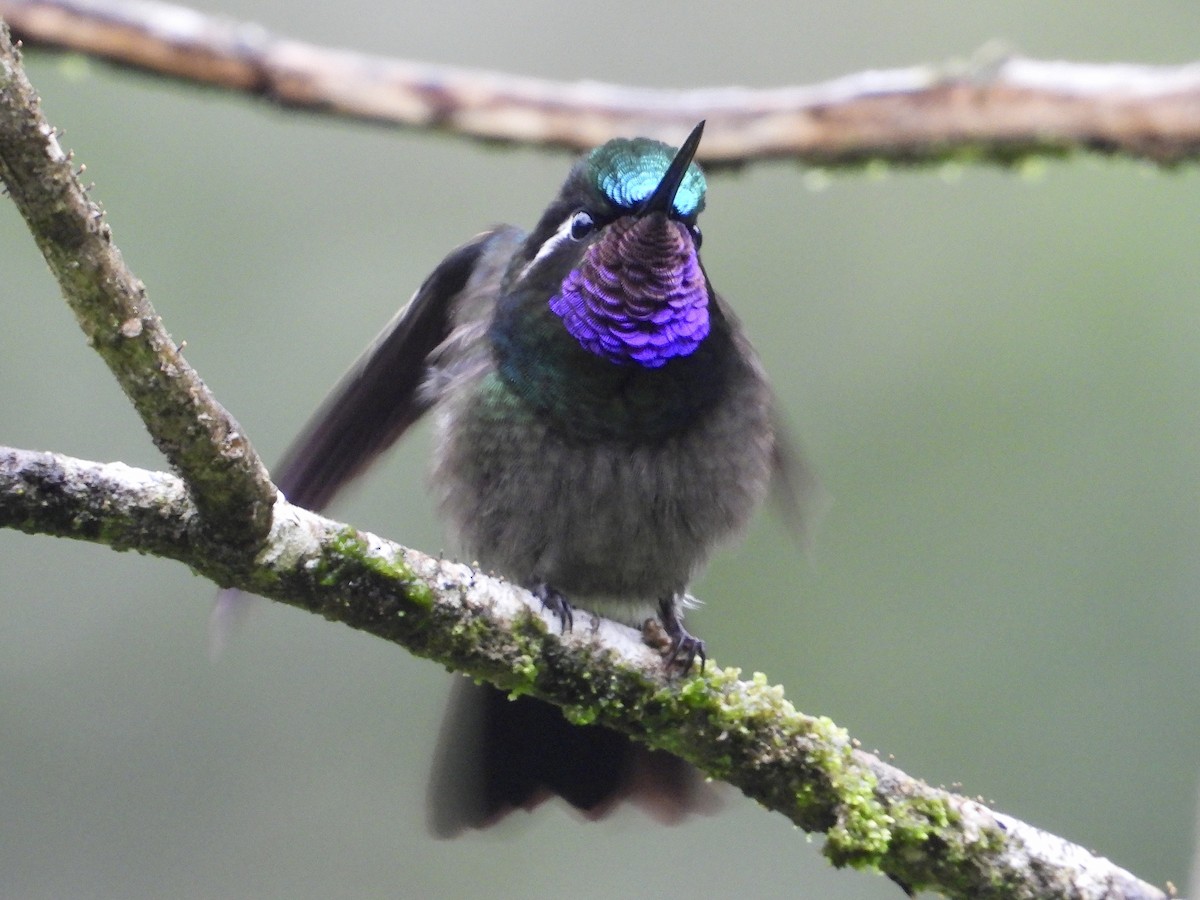 kolibřík fialovohrdlý - ML620592885