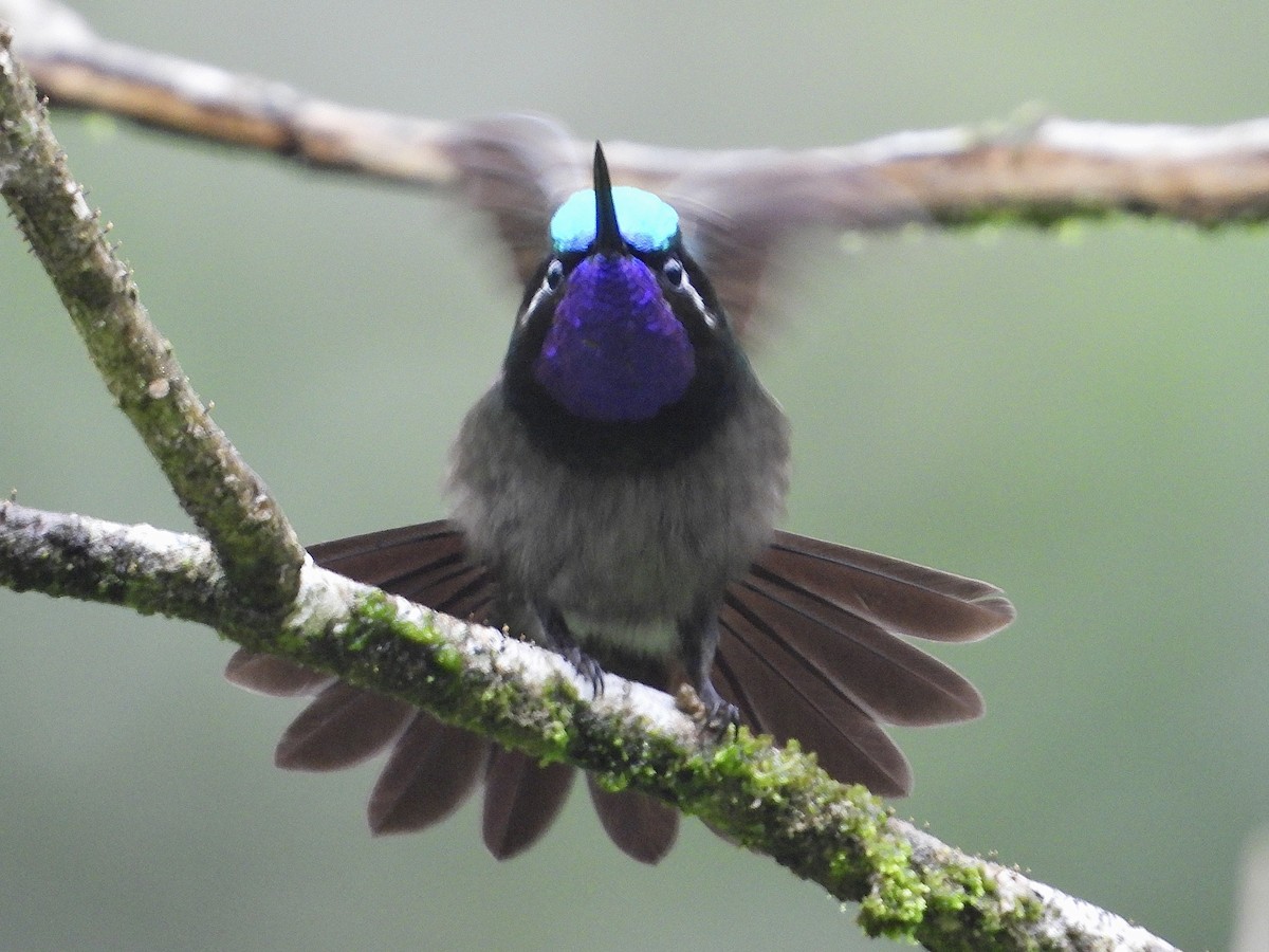 kolibřík fialovohrdlý - ML620592886