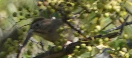 Rufous-crowned Sparrow - Brad Rumble