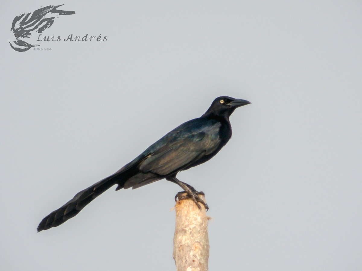 Great-tailed Grackle - ML620592900
