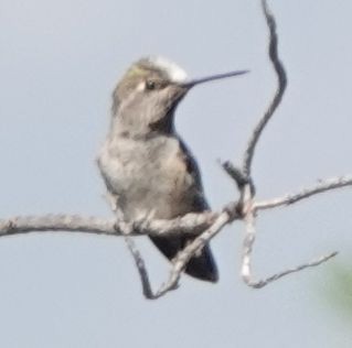 Anna's Hummingbird - ML620592905