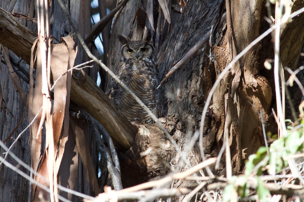 Great Horned Owl - ML620592907