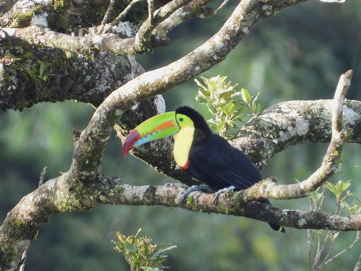 Keel-billed Toucan - ML620592916