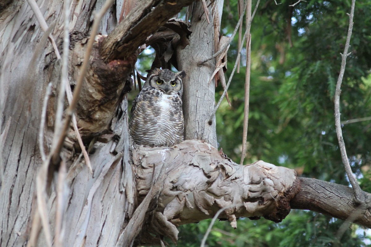 Great Horned Owl - ML620592918