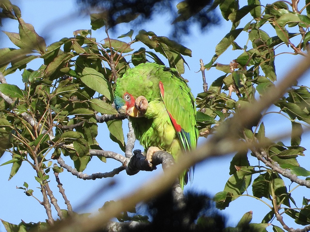 White-fronted Parrot - ML620592921