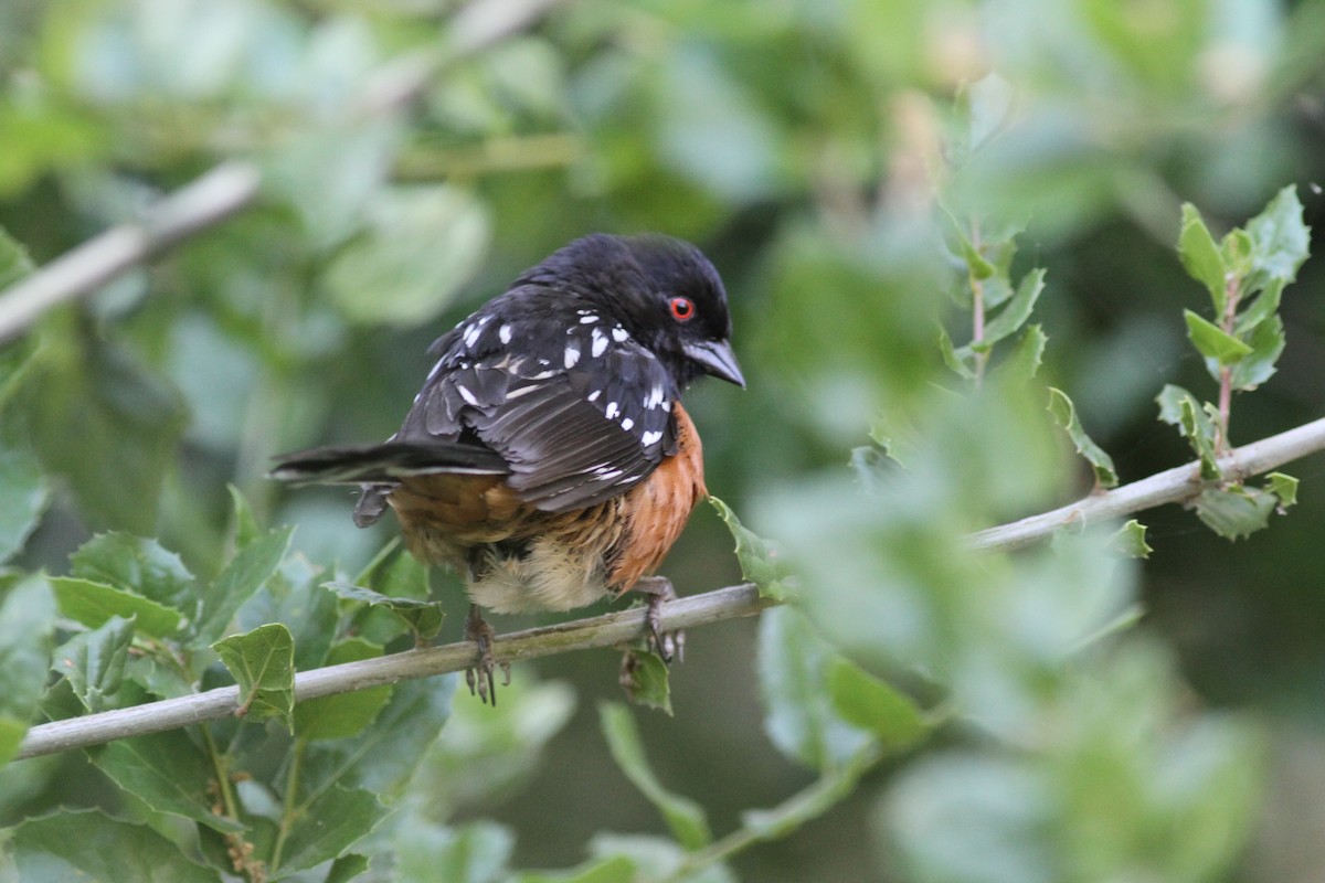 Spotted Towhee - ML620592922