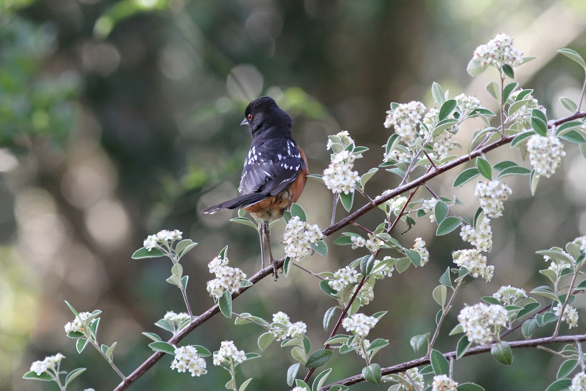 Spotted Towhee - Townes Stanley