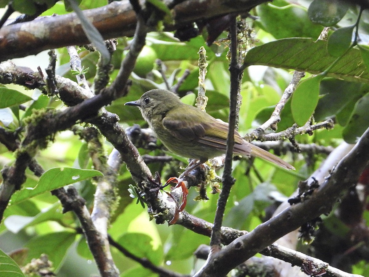 Olive-streaked Flycatcher - ML620592928