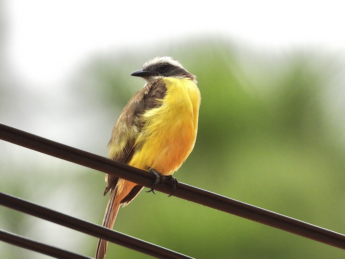 Social Flycatcher - ML620592930