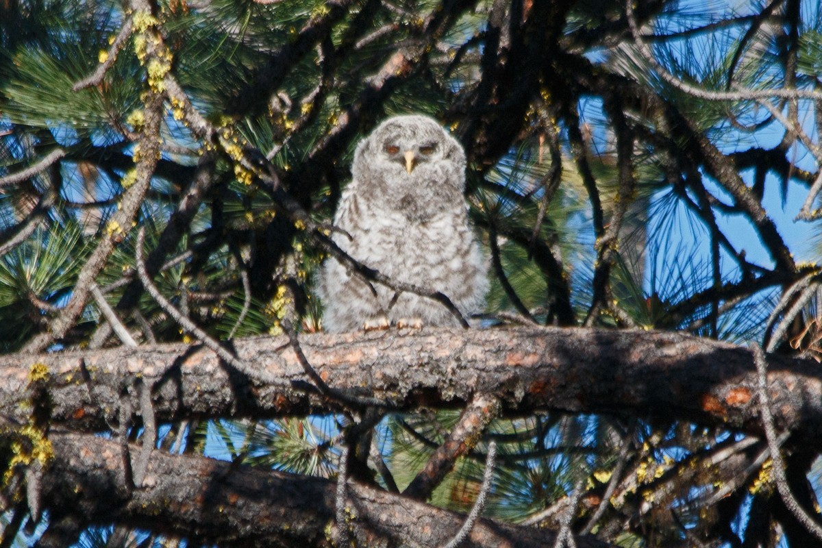 Great Gray Owl - James Arneson